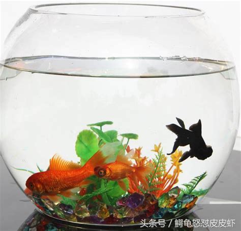 怎麼養魚|第一次養魚入門 新手飼養教學 – 寵物百科